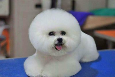 小狗什么时候发一次情 如何让狗狗顺利度过发情期