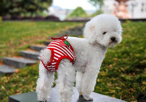 小狗什么时候发一次情