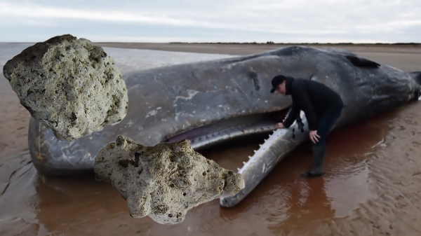 龙涎香是什么东西