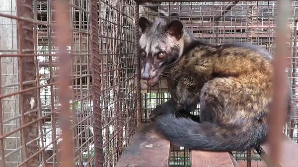 龙涎香是什么东西