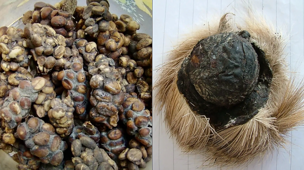 龙涎香是什么东西