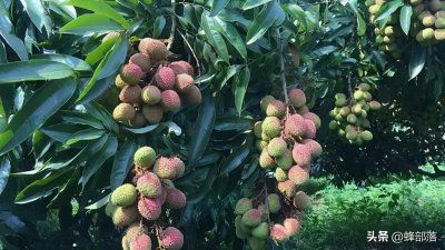 妃子笑是什么水果 吃妃子笑水果需要注意哪些事项