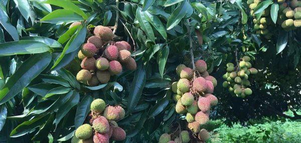 妃子笑是什么水果