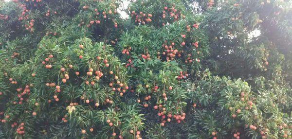 妃子笑是什么水果