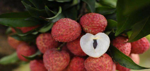 妃子笑是什么水果