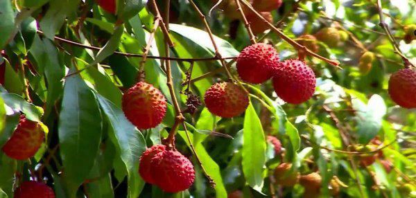 妃子笑是什么水果