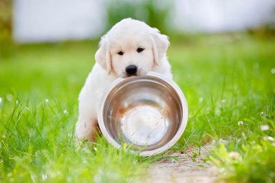 幼犬狗粮哪个牌子的品质好 高质量的幼犬狗粮品牌推荐