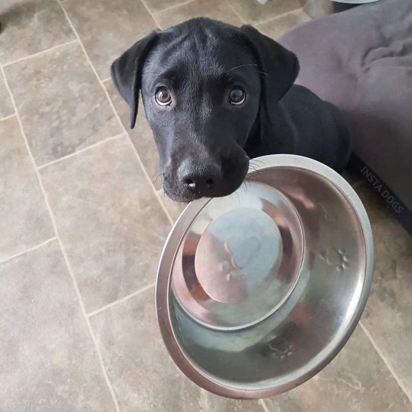 幼犬狗粮哪个牌子的品质好