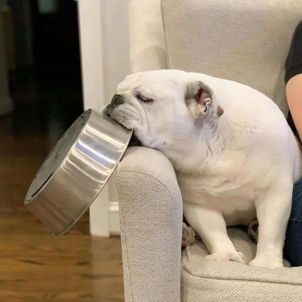 幼犬狗粮哪个牌子的品质好