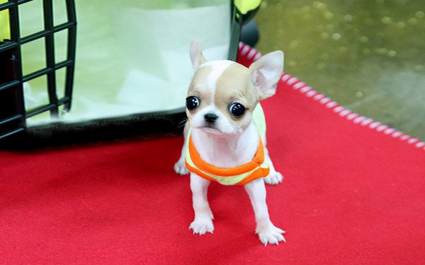 吉娃娃最大的缺点