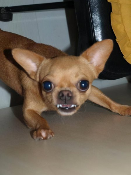 吉娃娃最大的缺点