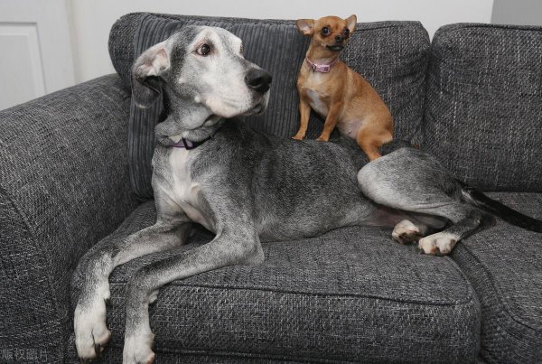 吉娃娃最大的缺点