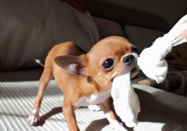 吉娃娃最大的缺点