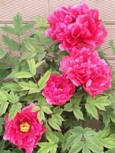 关于花的歌曲有哪些 那些歌名以花为名的歌曲有哪几首