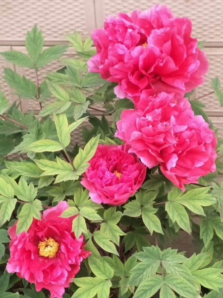 关于花的歌曲有哪些