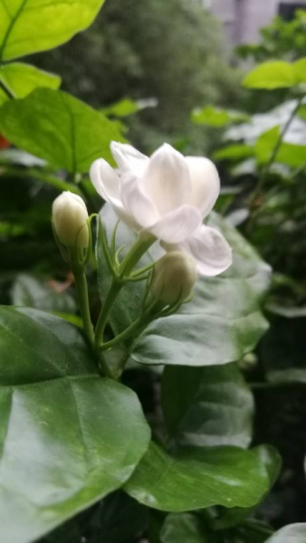 关于花的歌曲有哪些