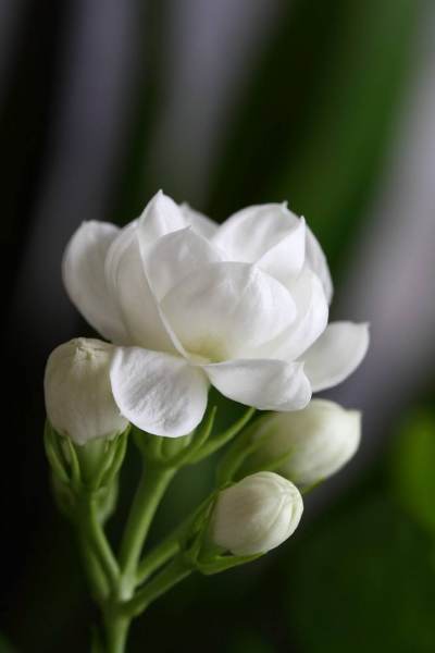 关于花的歌曲有哪些