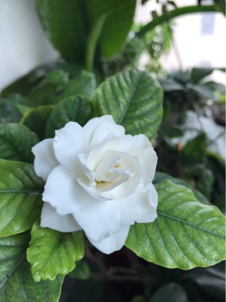 关于花的歌曲有哪些