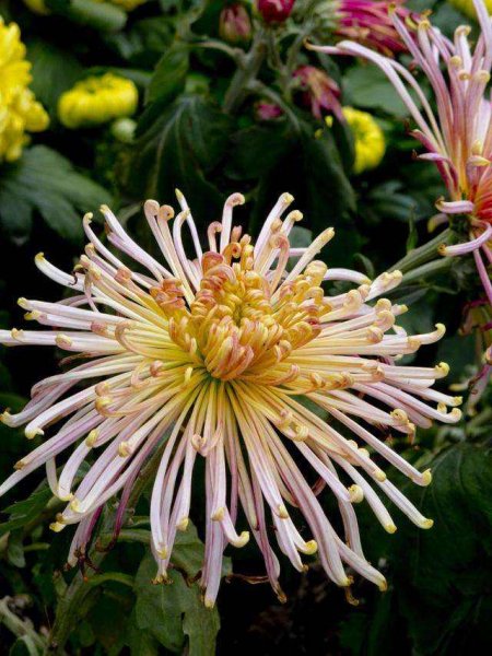 关于花的歌曲有哪些