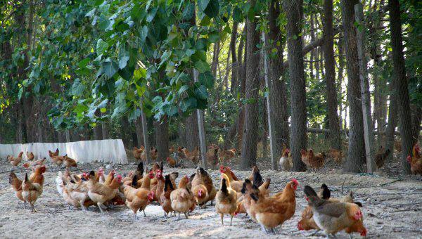 养殖鸡的成本与利润计算方法