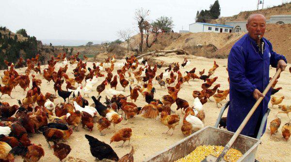 养殖鸡的成本与利润计算方法