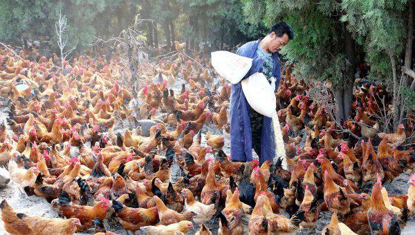 养殖鸡的成本与利润计算方法