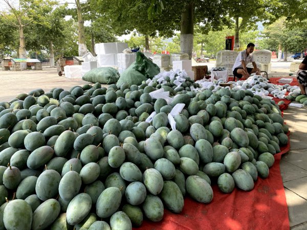 芒果怎样催熟又黄又快