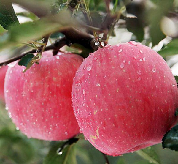 山东最出名特产介绍