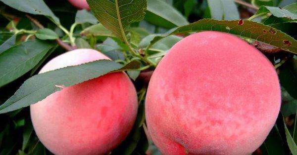 山东最出名特产介绍