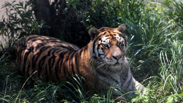 虎林属于黑龙江哪个市