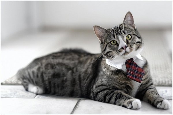 猫的一年是人的多少岁