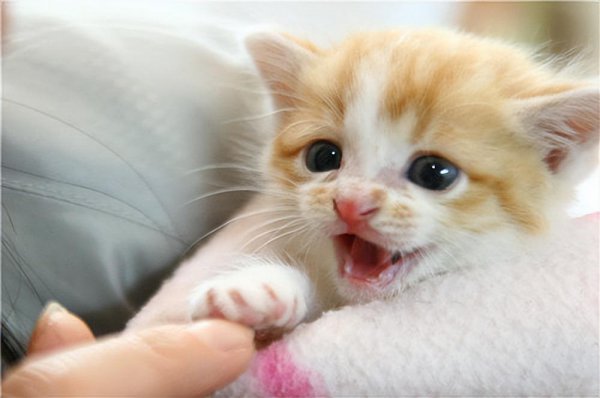 猫的一年是人的多少岁