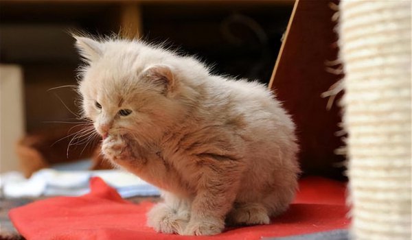 猫的一年是人的多少岁