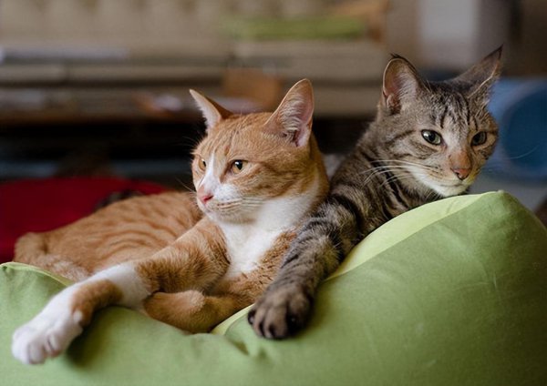 猫的一年是人的多少岁