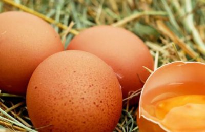 一只鸡一天能下几个蛋 母鸡下蛋需要经过哪些过程