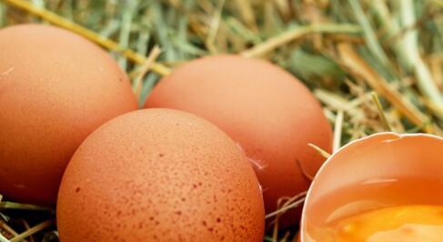 一只鸡一天能下几个蛋