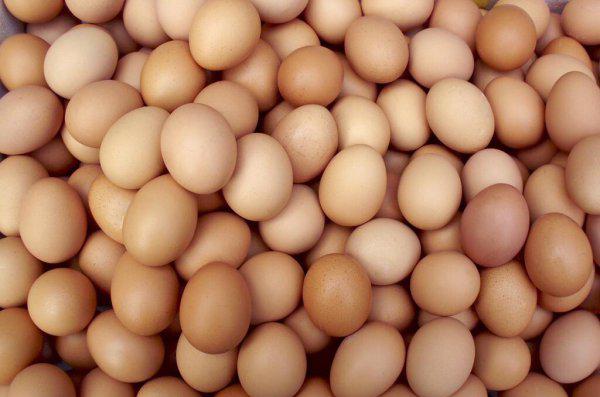 一只鸡一天能下几个蛋