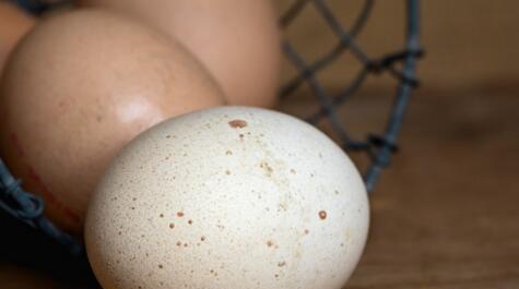 一只鸡一天能下几个蛋