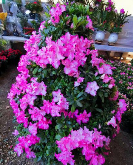 四季杜鹃的养殖方法