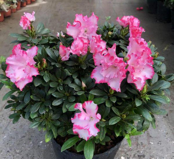 四季杜鹃的养殖方法