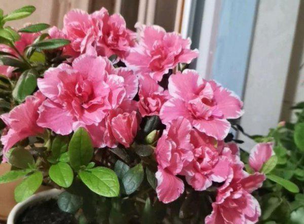 四季杜鹃的养殖方法