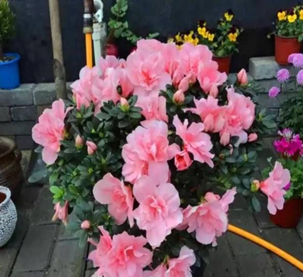 四季杜鹃的养殖方法