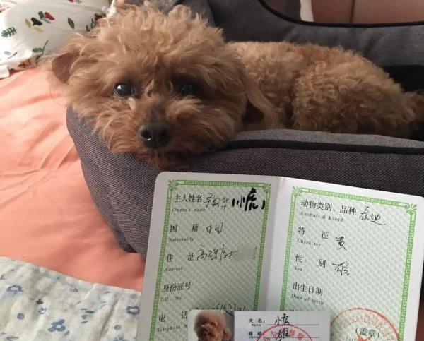 办理狗证需要什么资料