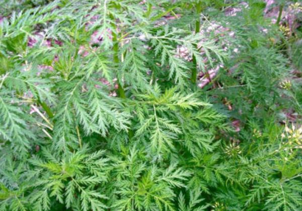 宝塔糖为什么不让卖