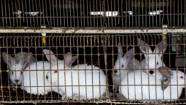 养兔子有回收的吗