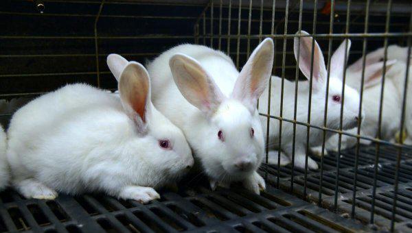 养兔子有回收的吗