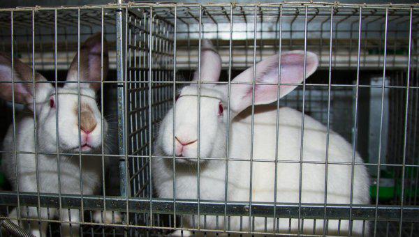 养兔子有回收的吗