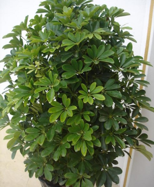 家里养什么绿植好