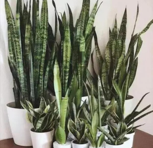 家里养什么绿植好