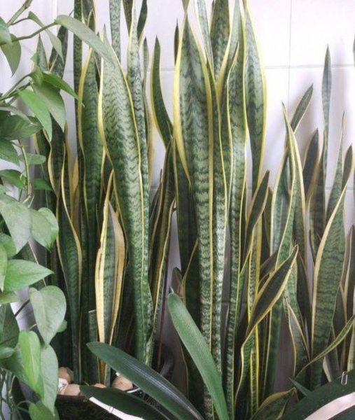 家里养什么绿植好